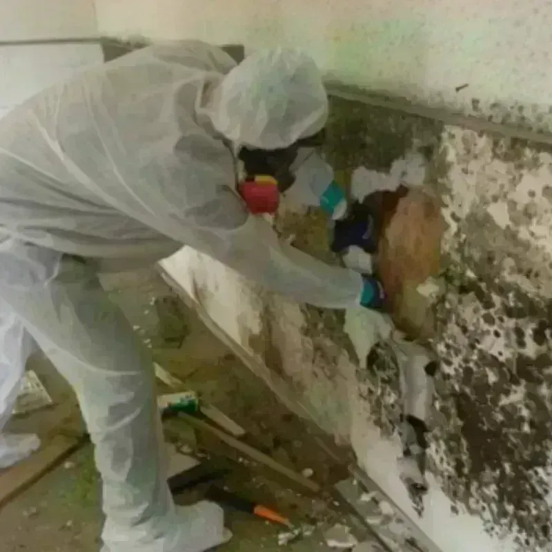 Mold Remediation and Removal in Oreland, PA